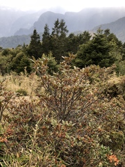 Rhododendron rubropilosum taiwanalpinum