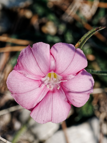 Convolvulus cantabrica, photograph 6