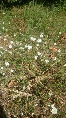 hoary alyssum