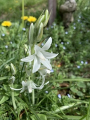 Ornithogalum boucheanum