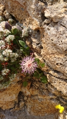 Centaurea raphanina mixta