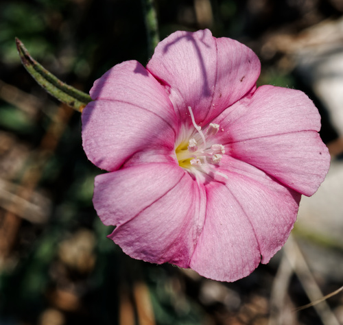 Convolvulus cantabrica, photograph 5