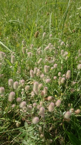 rabbitfoot clover