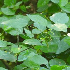 Acalypha glabrata