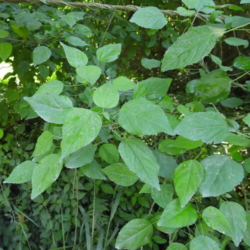 Acalypha glabrata, photograph 1