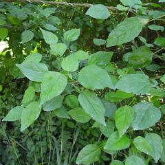 (c) Henry de Lange, some rights reserved (CC BY) Acalypha glabrata, photograph (c) Henry de Lange, some rights reserved (CC BY)