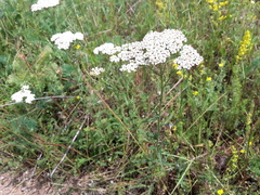 Achillea millefolium