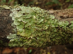 Lobaria adscripta