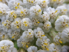 Achillea millefolium