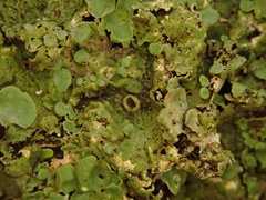 Lobaria adscripta