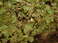 Lobaria adscripta