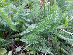 Achillea millefolium