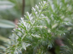 Achillea millefolium