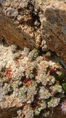 Paronychia macrosepala