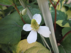 Houttuynia cordata
