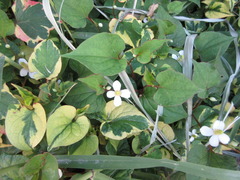 Houttuynia cordata
