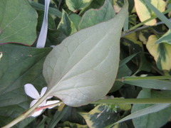Houttuynia cordata