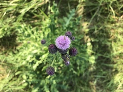 Cirsium arvense