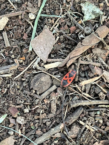 European Firebug