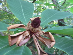 Magnolia obovata