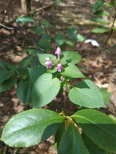Hairy Hemp-nettle
