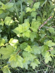 Ribes alpinum