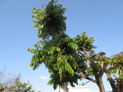 Toona sinensis