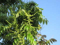 Toona sinensis