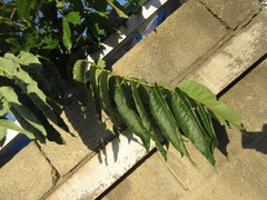 Toona sinensis
