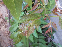Toona sinensis