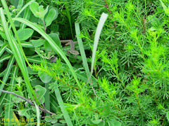 Takydromus viridipunctatus