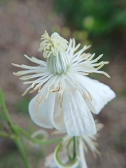 Clematis hexapetala, photograph (c) Святослав Власенко, some rights reserved (CC BY)