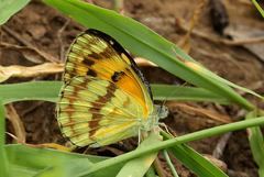 Colotis vesta mutans