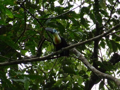 Ramphastos vitellinus