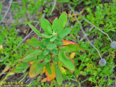 Chenopodium acuminatum virgatum