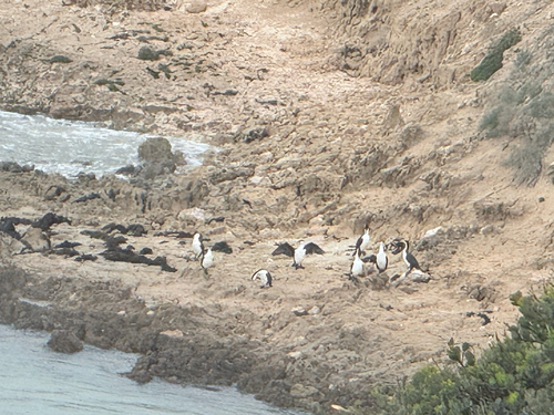 Australian Pied Cormorant