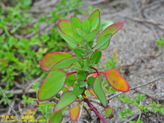 Chenopodium acuminatum virgatum