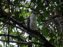 Leucopternis melanops