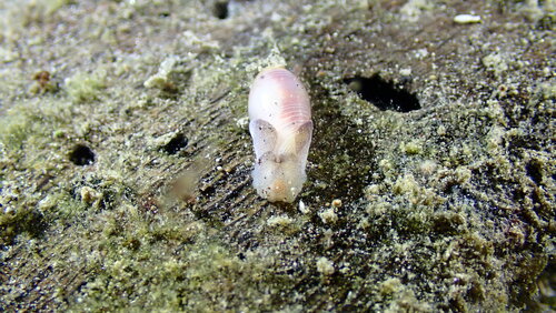 Atys cylindricus observed 2026-04-18