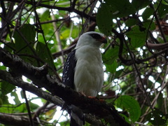 Leucopternis melanops