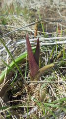 Dactylorhiza incarnata cruenta
