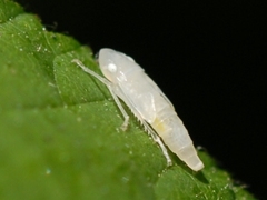 Graphocephala atropunctata