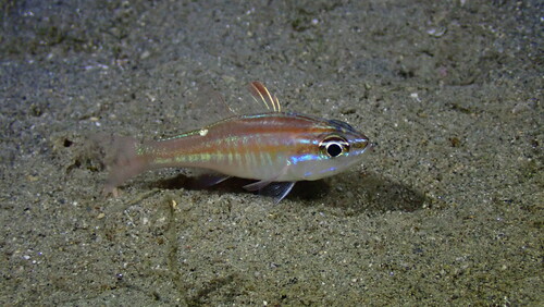 Ostorhinchus moluccensis observed 2026-04-18