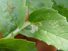 Brassica rapa rapa
