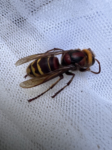 European Hornet