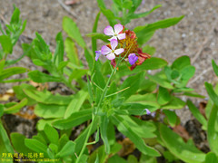 Raphanus sativus raphanistroides