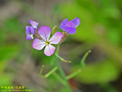 Raphanus sativus raphanistroides