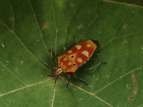 ocellated shield bug