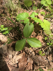 Trillium albidum