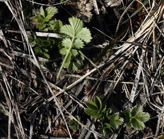 Potentilla stolonifera